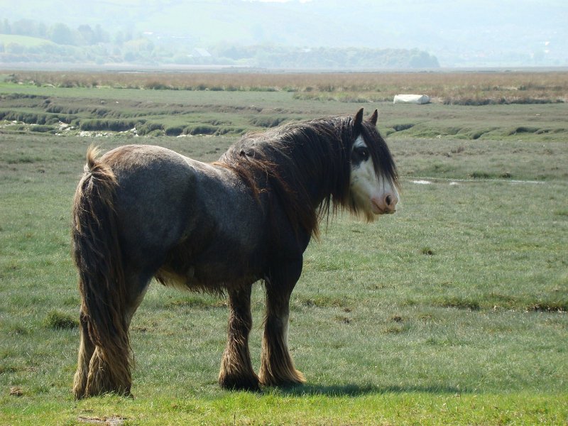DSC02289.JPG - Gower Peninsula qtr horses