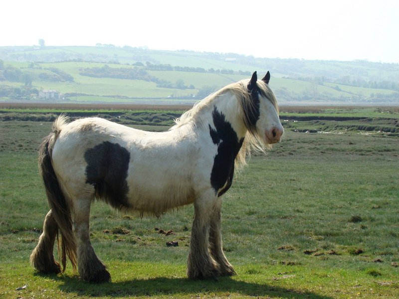 DSC02291.JPG - Gower Peninsula qtr horses