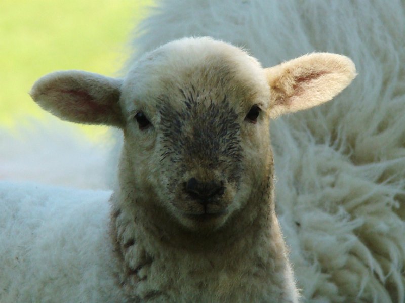 DSC02613.JPG - Cute, lamb chops?