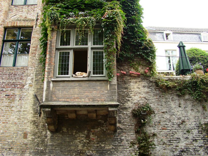 DSC03325.JPG - Claimed to be the most photographed dog in Brugge - lays there every day