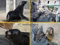 start015SealSanctuaryGweekText