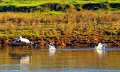 DSC_1119