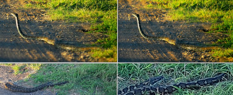 WayWorld9.jpg - No danger from a large Carpet Python with a fat belly.