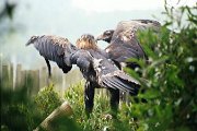 2001Tasmania0011