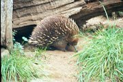 2001Tasmania0014