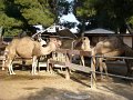 DSC00032