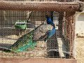 DSC00037