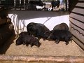 DSC00039