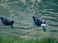 DSC00331