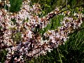 DSC04323
