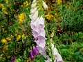 DSC00461