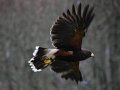 05Hawk