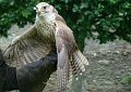 DSC00741