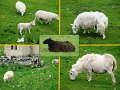 sheep
