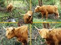 Cattle