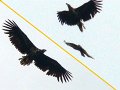 SeaEagle