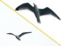 Seagull