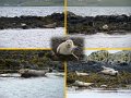 Seals01