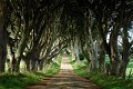 Hedges