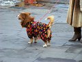 DSC00804