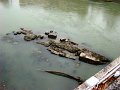 DSC00992