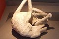 Pompeii-Dog