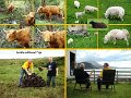 082ScotlandRoadTripText