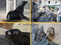start015SealSanctuaryGweekText