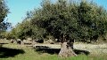 DSC08292