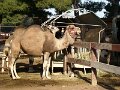 DSC00031