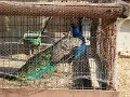 DSC00037