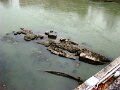 DSC00992