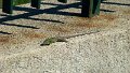 DSC02901