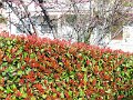 DSCN3954