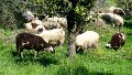 DSC03575 - Copy