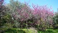 DSC03587 - Copy