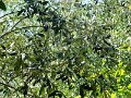 DSC03590 - Copy
