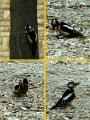 Woodpecker