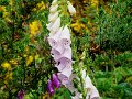 DSC00461