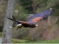 07HawkFlight