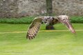 08Owl