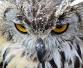 09Owl
