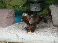 DSC00753
