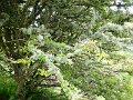 DSC00767