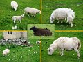 sheep