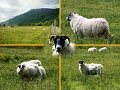 BlackFaceSheep