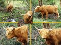 Cattle