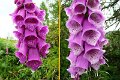 Flowers01