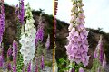 Flowers02
