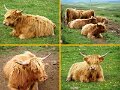 SkyeCattle